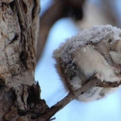 12 proofs that the flying squirrel is the cutest animal in the world