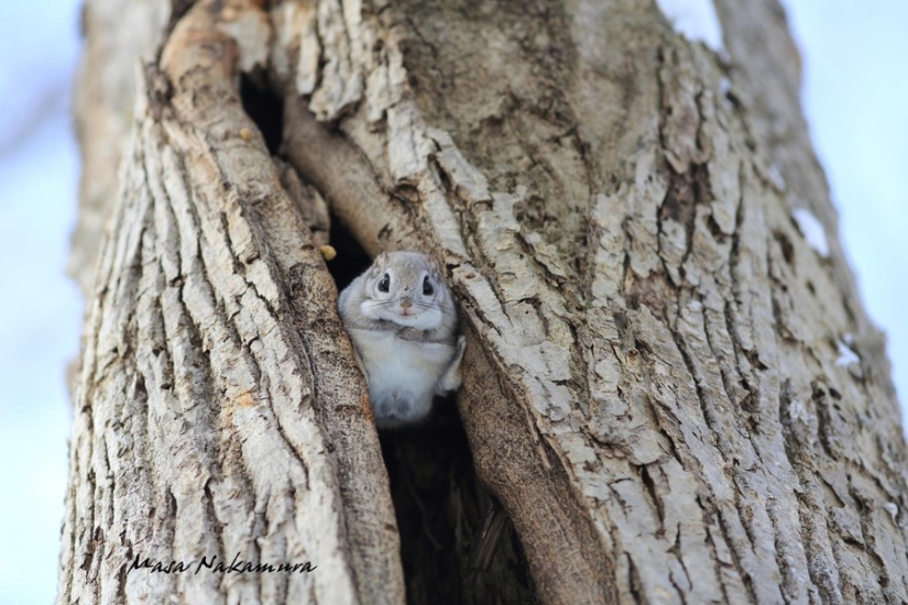 12 pruebas de que la ardilla voladora es el animal más lindo del mundo