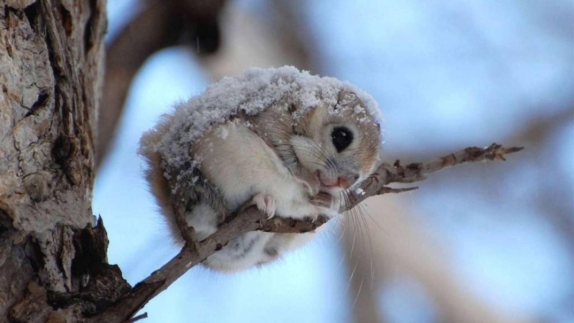 12 pruebas de que la ardilla voladora es el animal más lindo del mundo