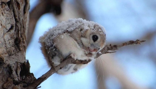 12 pruebas de que la ardilla voladora es el animal más lindo del mundo