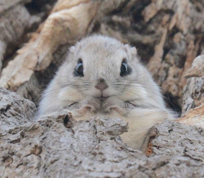 12 pruebas de que la ardilla voladora es el animal más lindo del mundo