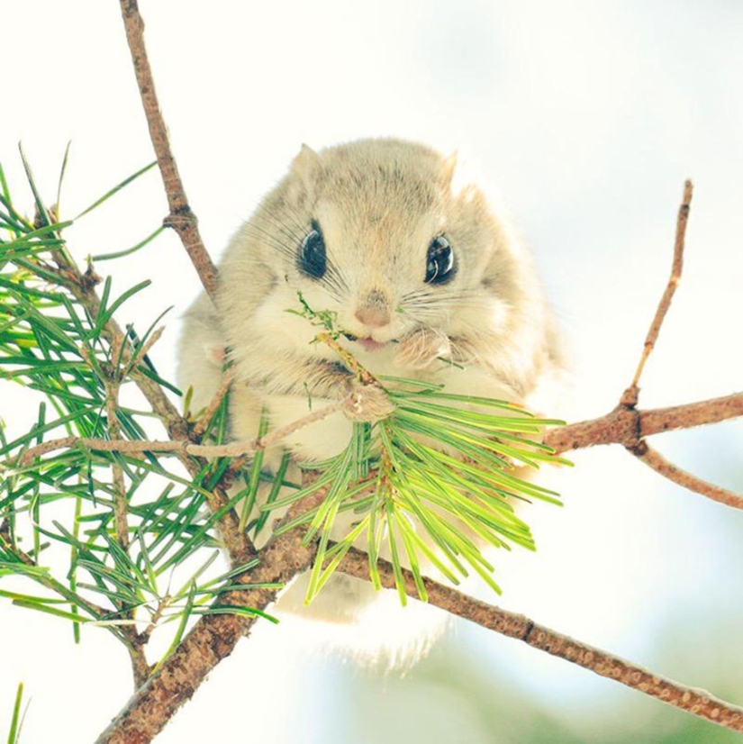 12 pruebas de que la ardilla voladora es el animal más lindo del mundo