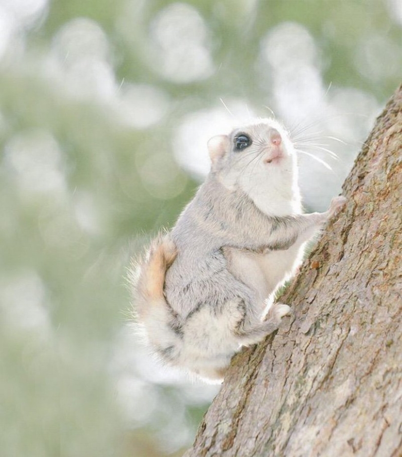 12 pruebas de que la ardilla voladora es el animal más lindo del mundo