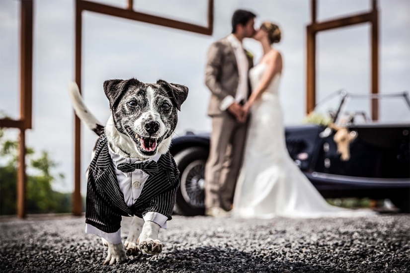 12 wedding photos that were ruined by some brute