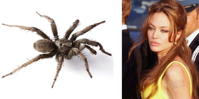 13 Animals With Celebrity Names You Never Knew Existed