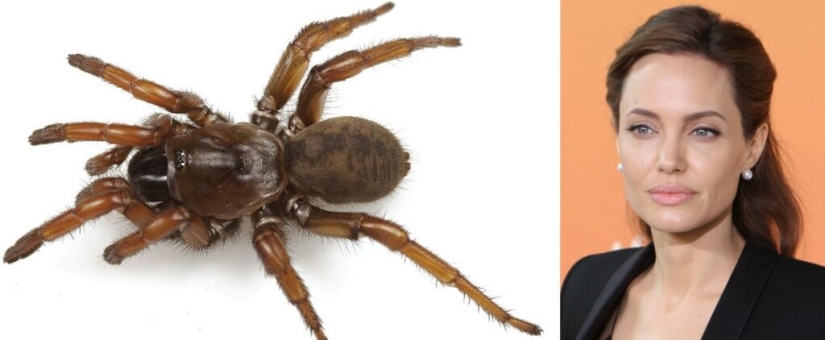 13 Animals With Celebrity Names You Never Knew Existed