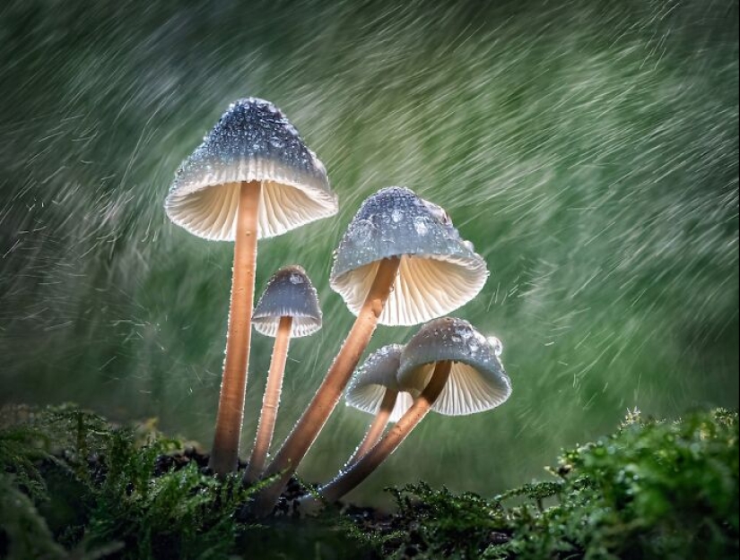 13 Captivating Entries From The 2023 Water Challenge By Close-Up Photographer Of The Year