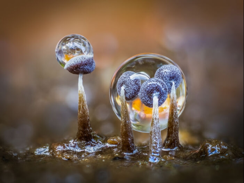 13 Captivating Entries From The 2023 Water Challenge By Close-Up Photographer Of The Year