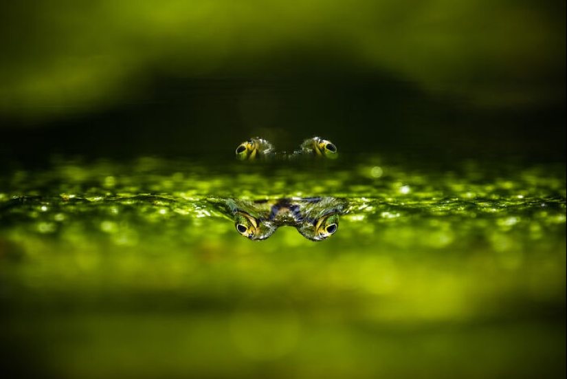 13 Captivating Entries From The 2023 Water Challenge By Close-Up Photographer Of The Year