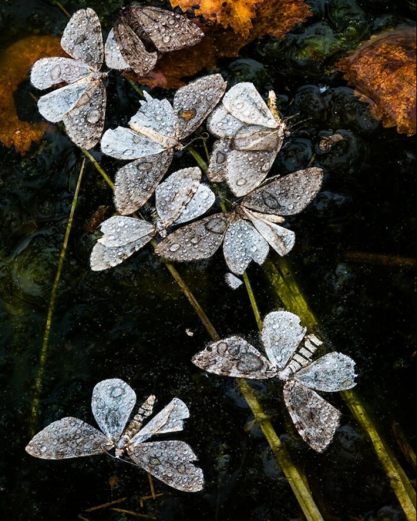 13 Captivating Entries From The 2023 Water Challenge By Close-Up Photographer Of The Year