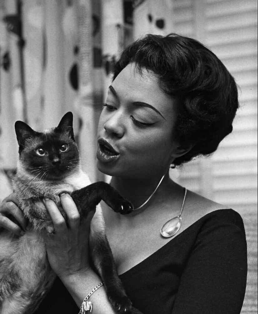 13 fotografías antiguas de gatos que demuestran que nada ha cambiado en décadas, recopiladas por este periodista