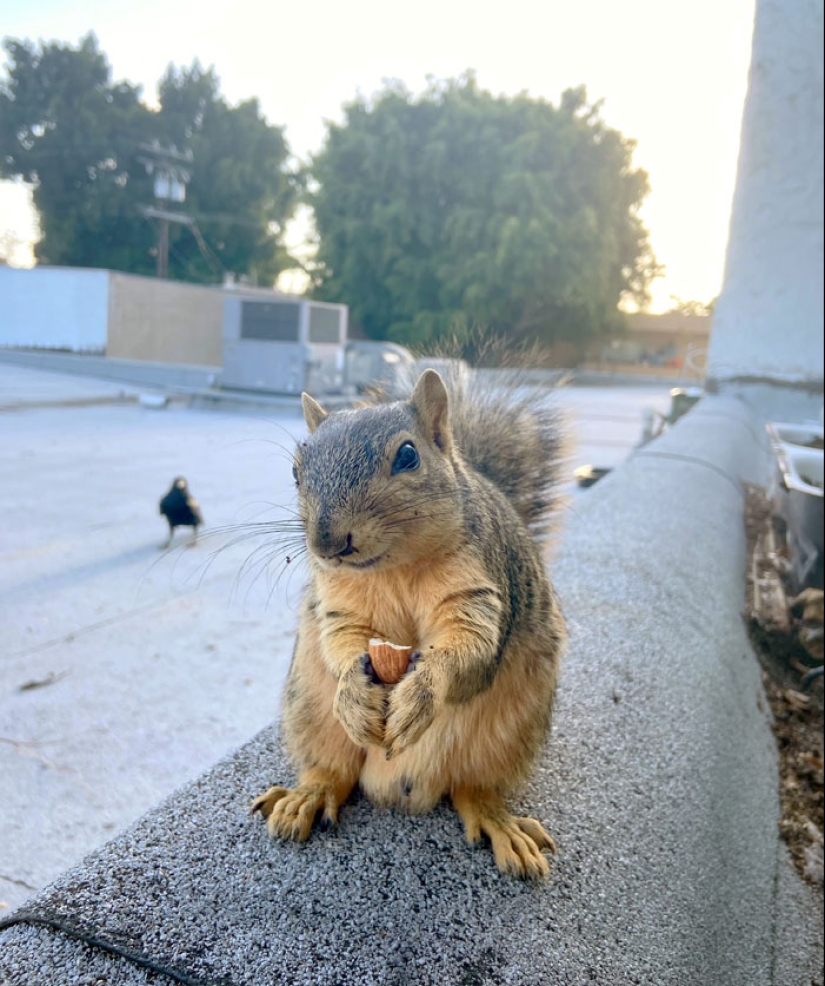 13 fotos de animales absolutamente adorables que te salvarán el día