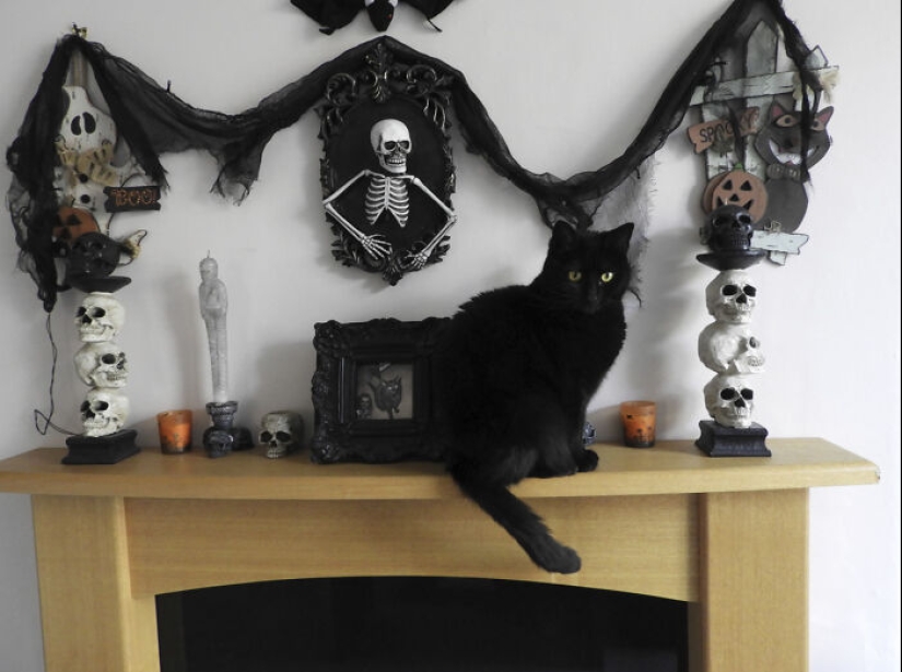 13 fotos de gatos con temática de Halloween espeluznantes de nuestro concurso anual