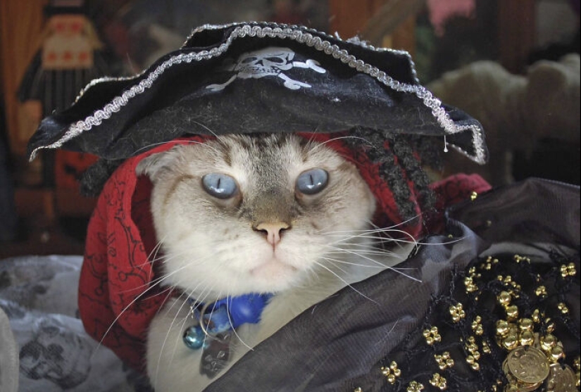 13 fotos de gatos con temática de Halloween espeluznantes de nuestro concurso anual