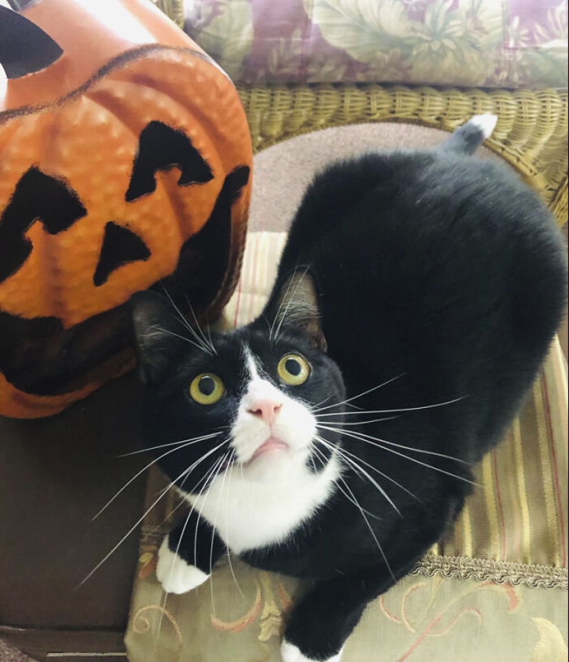 13 fotos de gatos con temática de Halloween espeluznantes de nuestro concurso anual