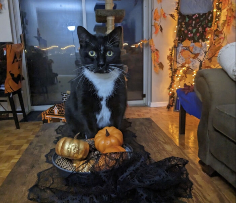 13 fotos de gatos con temática de Halloween espeluznantes de nuestro concurso anual