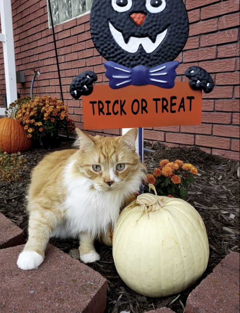 13 fotos de gatos con temática de Halloween espeluznantes de nuestro concurso anual