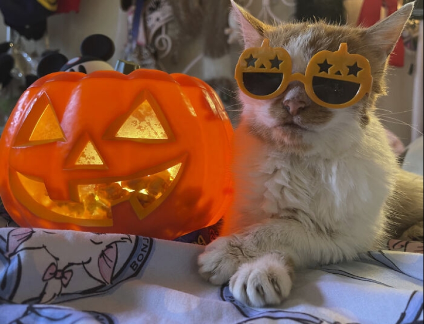 13 fotos de gatos con temática de Halloween espeluznantes de nuestro concurso anual