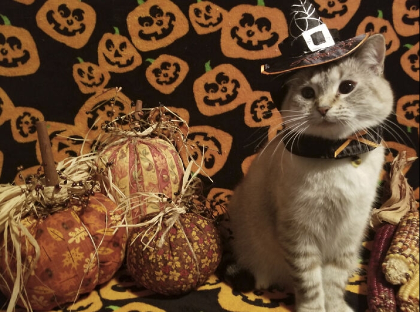 13 fotos de gatos con temática de Halloween espeluznantes de nuestro concurso anual