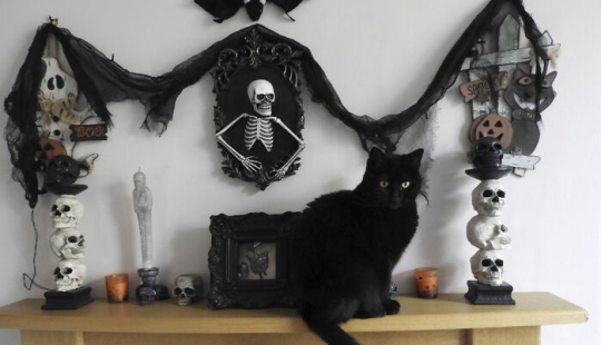 13 fotos de gatos con temática de Halloween espeluznantes de nuestro concurso anual