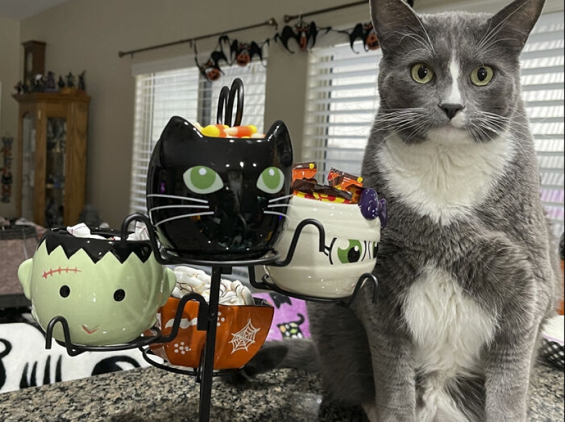 13 fotos de gatos con temática de Halloween espeluznantes de nuestro concurso anual