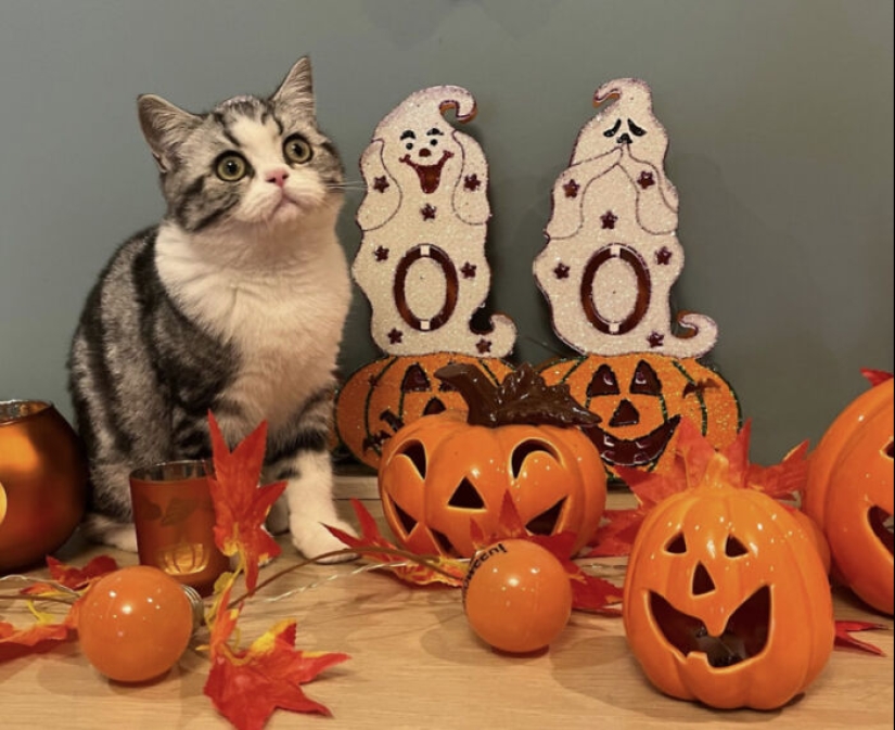 13 fotos de gatos con temática de Halloween espeluznantes de nuestro concurso anual