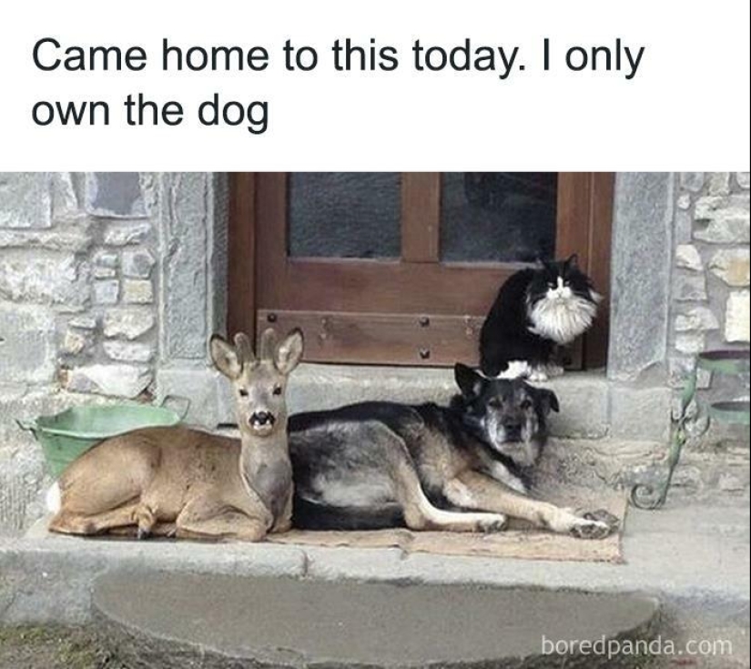 13 Funny Animal Pics That Were Meant To Be Made Into Memes