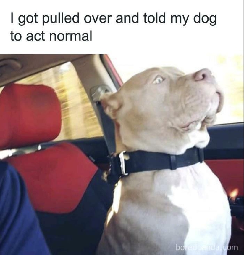 13 Funny Animal Pics That Were Meant To Be Made Into Memes