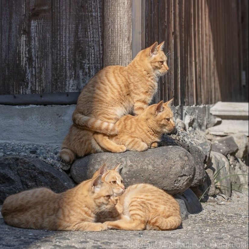 13 imágenes cautivadoras de Masayuki Oki que celebran el lado peculiar y juguetón de los gatos