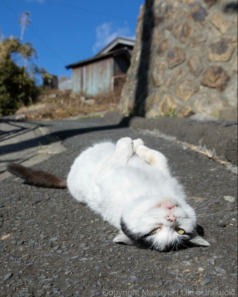 13 imágenes cautivadoras de Masayuki Oki que celebran el lado peculiar y juguetón de los gatos