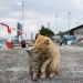 13 imágenes cautivadoras de Masayuki Oki que celebran el lado peculiar y juguetón de los gatos