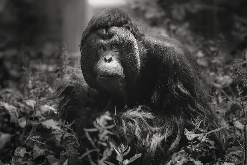 13 nuevas fotos de animales majestuosos que tomé en el zoológico