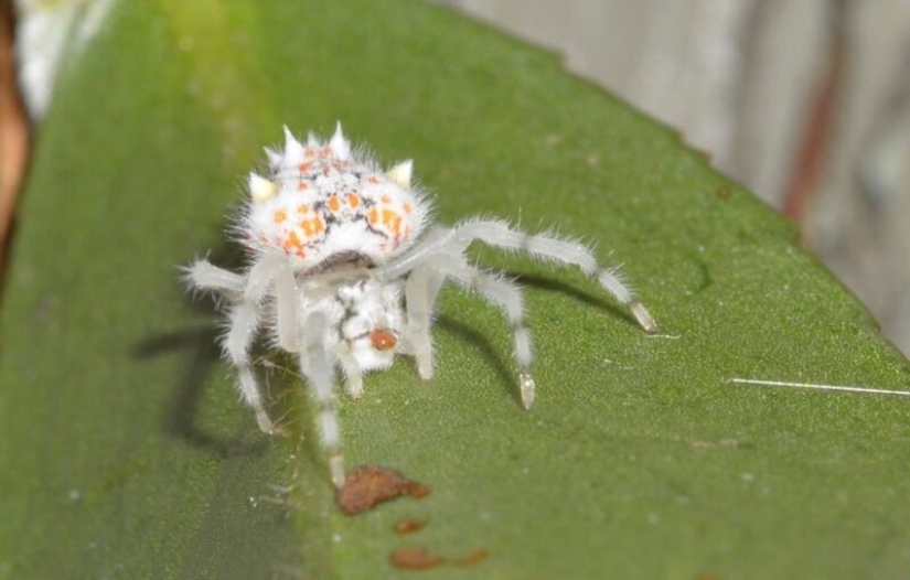 13 proofs that monsters exist and they live in Australia