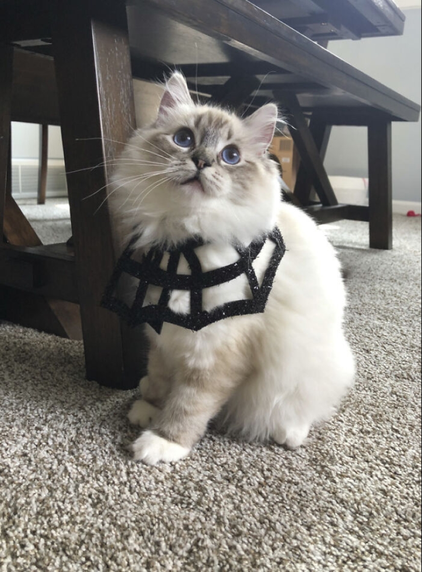 13 Spooktacular Halloween-Themed Cat Photos From Our Annual Contest