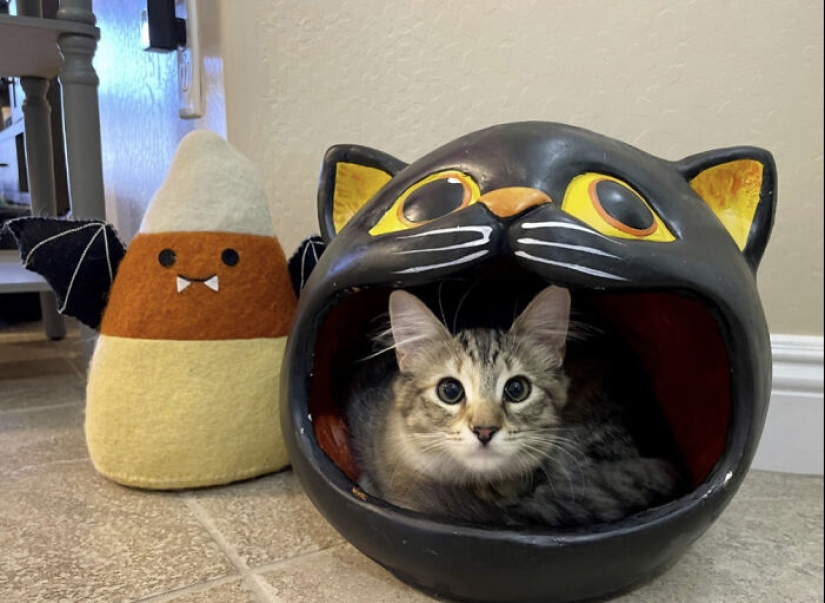 13 Spooktacular Halloween-Themed Cat Photos From Our Annual Contest