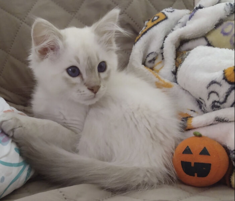 13 Spooktacular Halloween-Themed Cat Photos From Our Annual Contest