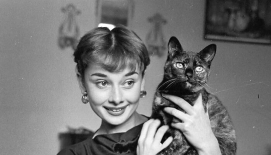 13 Vintage Photos Of Cats That Show Nothing Has Changed In Decades, Collected By This Journalist