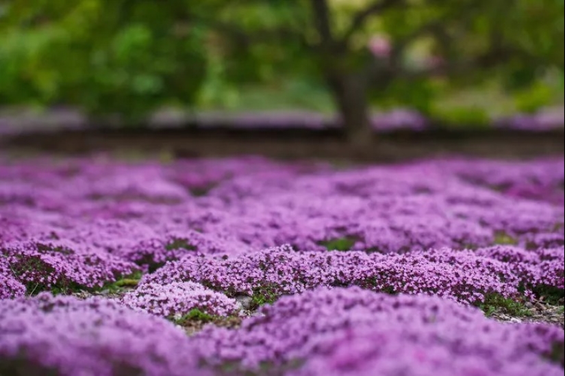 14 alternativas al césped que prosperan en jardines sombreados