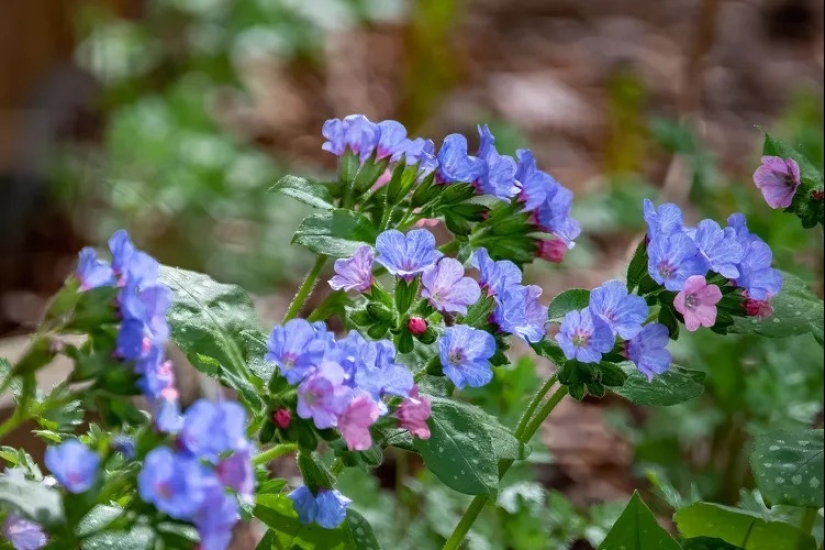 14 alternativas al césped que prosperan en jardines sombreados