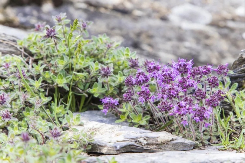 14 alternativas al césped que prosperan en jardines sombreados