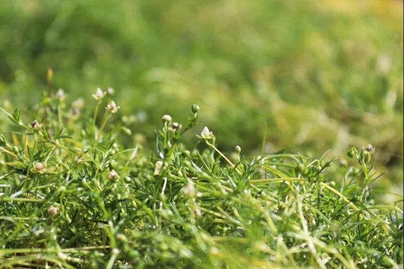 14 alternativas al césped que prosperan en jardines sombreados