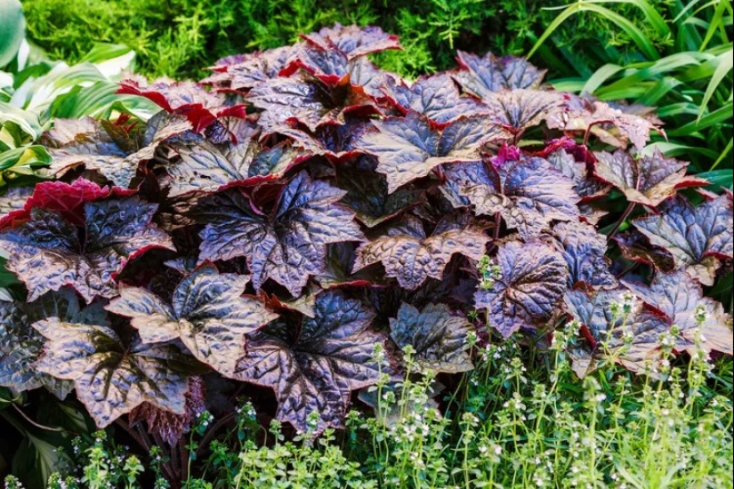 14 alternativas al césped que prosperan en jardines sombreados