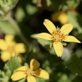 14 alternativas al césped que prosperan en jardines sombreados