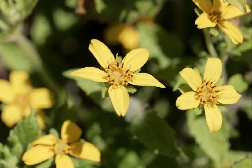 14 alternativas al césped que prosperan en jardines sombreados