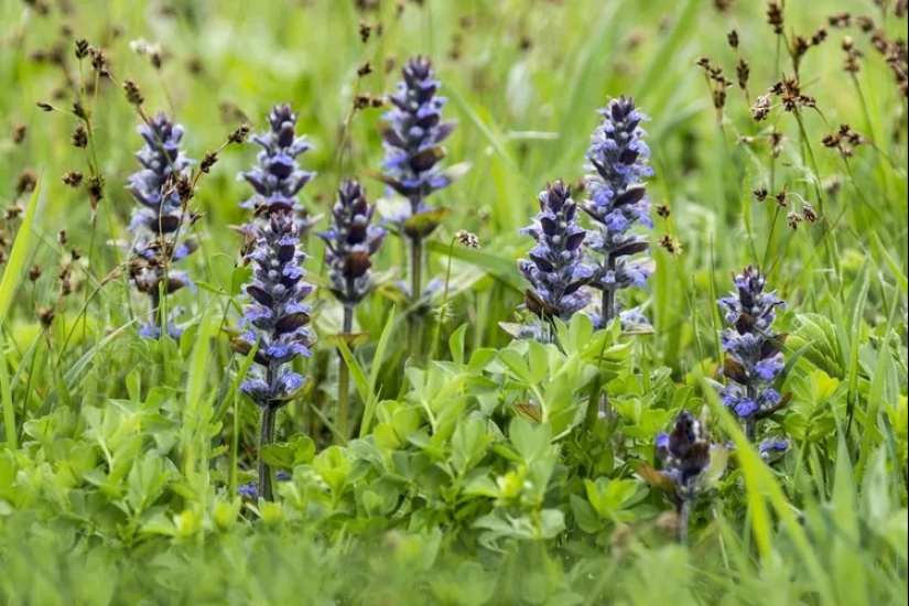 14 alternativas al césped que prosperan en jardines sombreados