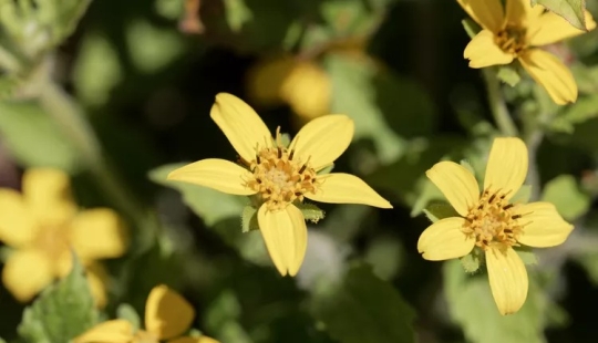 14 alternativas al césped que prosperan en jardines sombreados