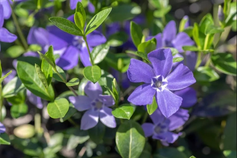 14 alternativas al césped que prosperan en jardines sombreados