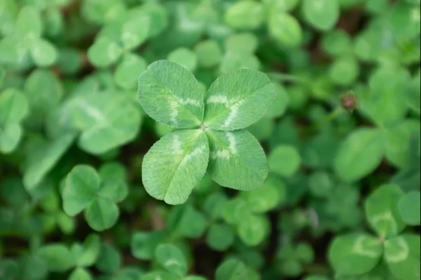 14 alternativas al césped que prosperan en jardines sombreados