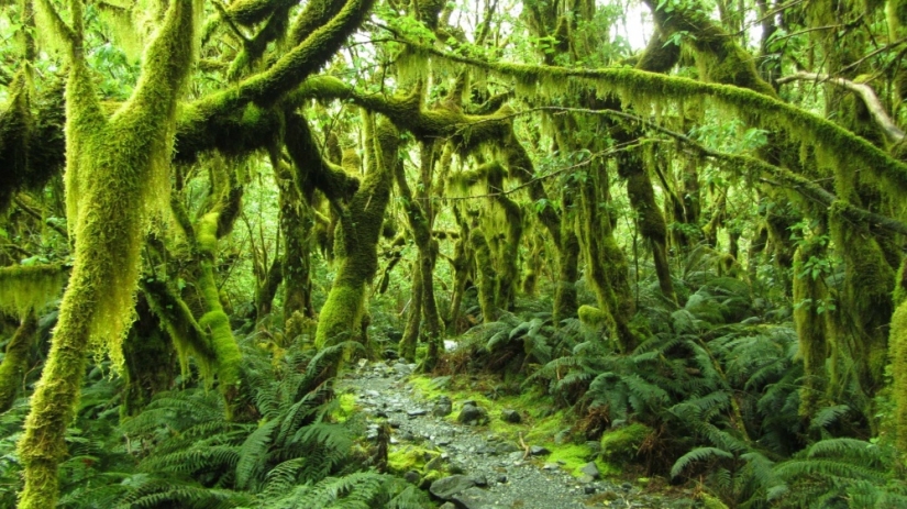 14 fotos con las que descubrirás la naturaleza mágica de Nueva Zelanda