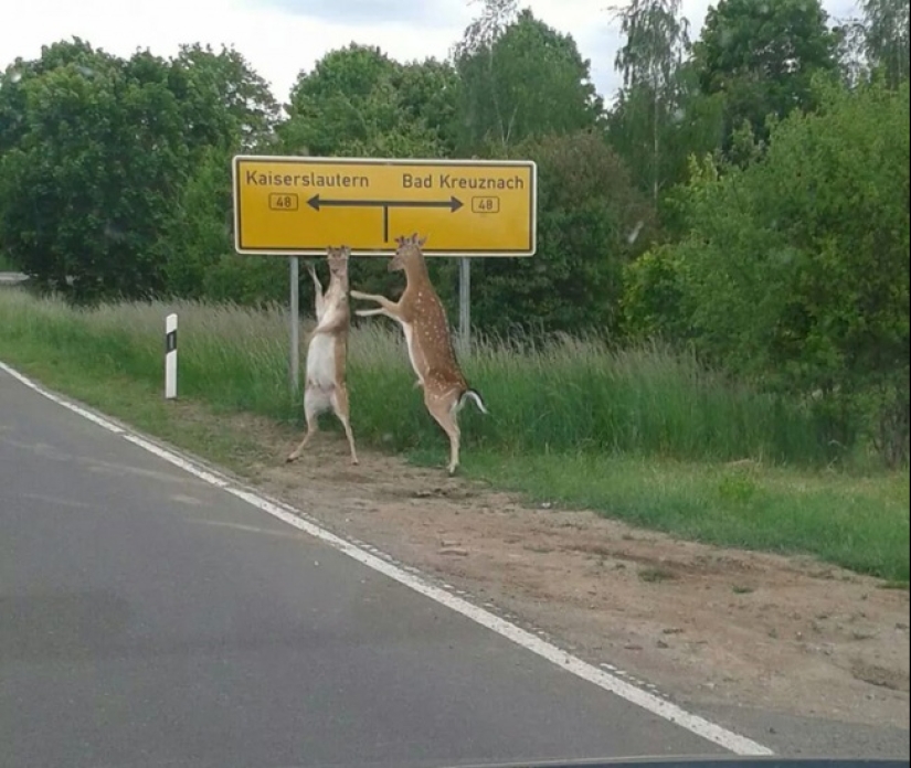 14 fotos tomadas completamente por casualidad en el momento perfecto